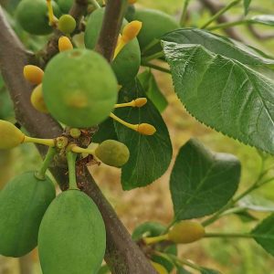 unreife grüne Zwetschen und bräunliche zu kleine Zwetschen hängen an einem Baum