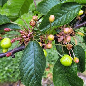 grüne Kirsche und viele unterentwickelte Früchte hängen an einem Kirschbaum