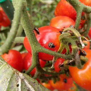 Grüne Reiswanzen am reifen Fruchtstand einer Tomate