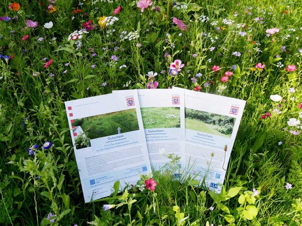 Auf einer Wiese mit verschiedenen bunten Sommerblumen liegen 3 Gutscheine