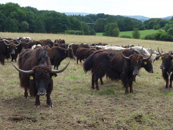 Herde Yaks auf Weiden rund um Schlüchtern