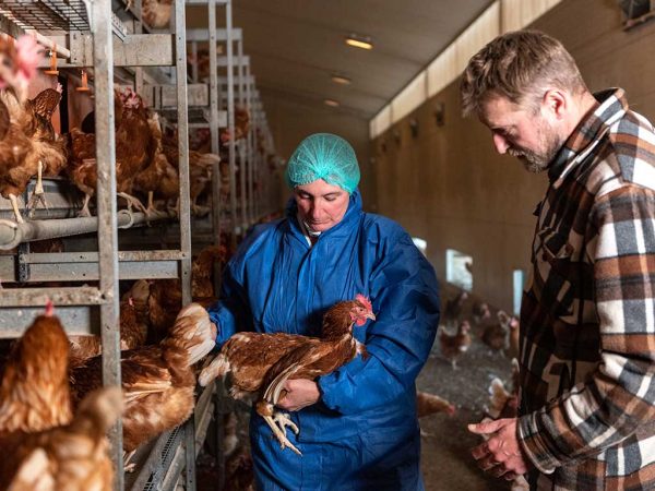 2 Personen in einem Hühnerstall, die eine Person hält ein Huhn im Arm