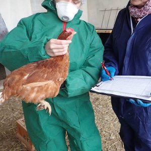 Legehennenbonitierung am Kopf