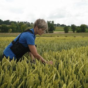 Eine Frau steht zwischen Versuchsparzellen und begutachtet die noch grünen Getreideähren, im Hintergrund sind Bäume und eine Hecke zu erkennen. Der Himmel ist bedeckt.