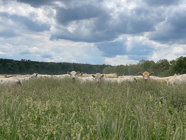 Charolaisherde auf einer Weide im hohen Gras. Zu erkennen sind nur die Köpfe sowie bei den seitlich stehenden Tieren der Rücken. Im Hintergrund ist ein Wald zu sehen. Der Himmel ist mit Wolken bedeckt, es regnet aber nicht.