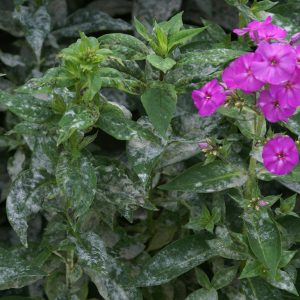 Rechts ist eine pink blühende Phlox-Pflanze zu sehen, links vom Echten Mehltau befallene Bätter