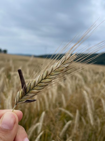 Nahaufnahme einer Roggenähre mit Mutterkorn, im Hintergrund ist ein Roggenfeld zu sehen, der Himmel ist bewölkt.