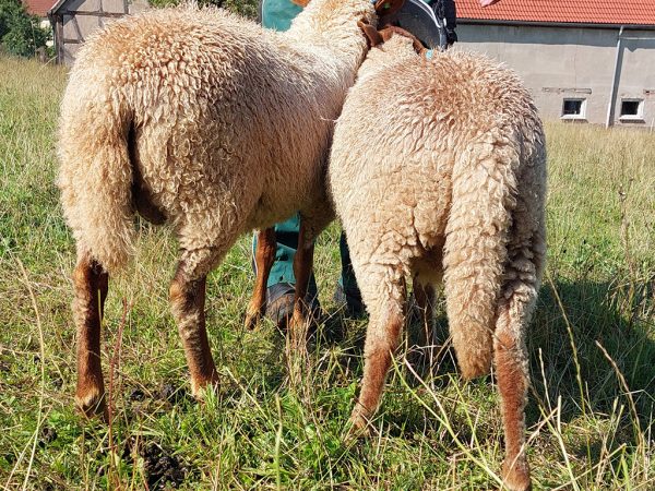 Zwei Schafe mit intakten Schwänzen auf einer Weide, im Hintergrund ist ein Stallgebäude zu sehen.