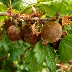 Mit Mehltau befallene Früchte der Stachelbeere