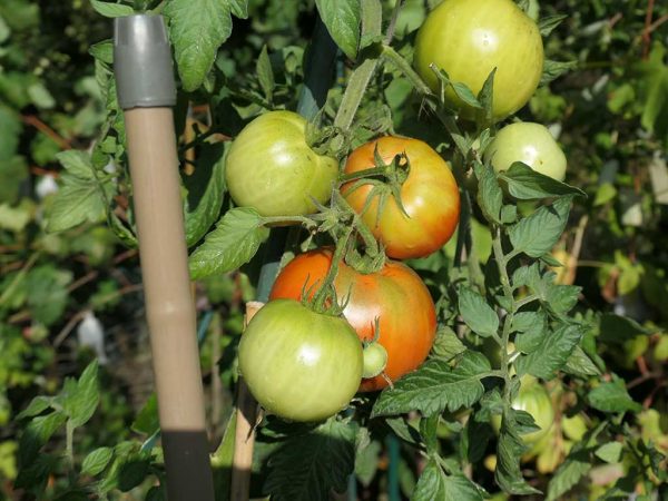 Tomatenpflanze mit unreifen und blaßroten Früchten