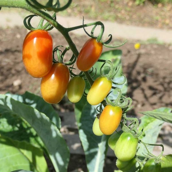 Tomatenpflanze mit unreifen und blaßroten pflaumenförmigen Früchten