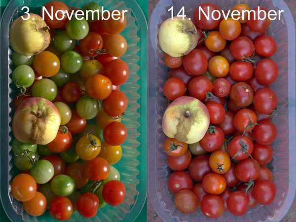 links: teilweise unreife kleine Tomaten mit reifen Äpfeln in einer Plastikschale; rechts: die nachgereiften Früchte nach 11 Tagen