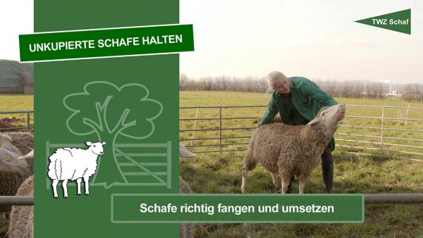 Thumbnail zum Video - Unkupierte Schafe halten - Schafe richtig fangen und umsetzen: Zu sehen sind Schafe auf einer eingezäunten Weide und eine weibliche Person, die ein Schaf festhält