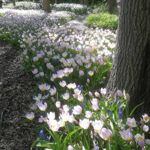 Verwilderte Tulpen