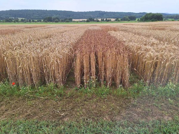 Versuchsfeld mit verschiedenen Sorten Öko-Winterweizen