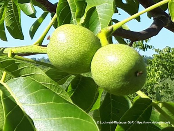 Walnüsse am Baum; © Lochwald-Riednuss GbR (https://www.riednuss.de/)