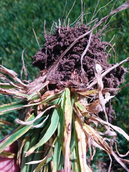 Herausgezogene Wintergerstenpflanze mit Wurzelstock