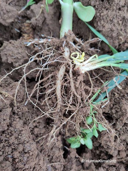 Wurzeln von Sonnenblume aus einem vier Wochen alten Zwischenfruchtbestand