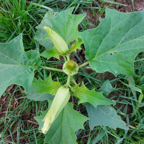 Stechapfel mit Blüte und Samenkapsel