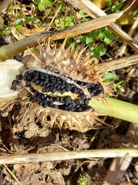 Ausgereifte, nierenförmige Stechapfel -Samen in stachliger Samenkapsel