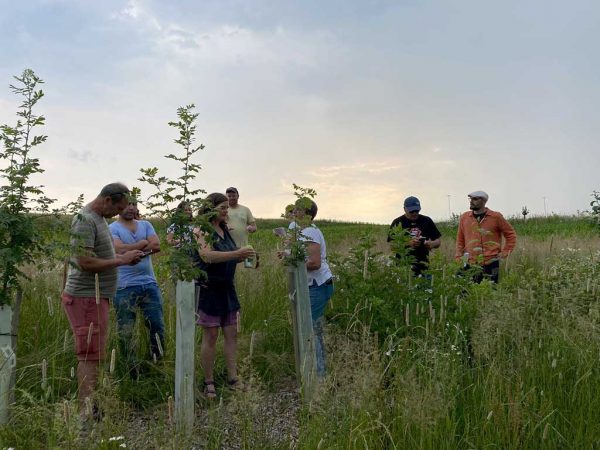 Personengruppe besichtigt eine Agroforstanlage