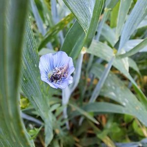 Wildbiene findet Nahrung in Leinblüte