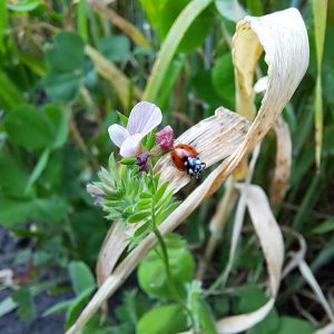 Marienkäfer auf Getreideblatt, neben der Blüte einer Serradella