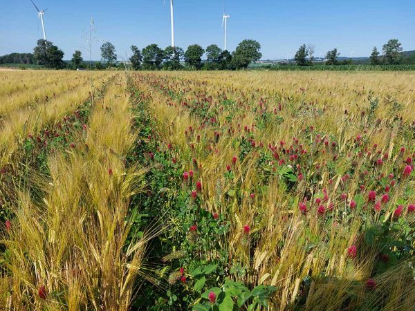 Ähren von Gerste, Blüten von Inkarnatklee auf gleicher Höhe