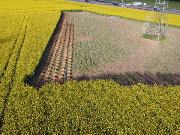 Aufwuchsschäden in landwirtschaftlichen Kulturen