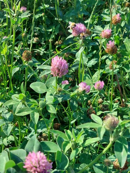 Rotkleebestand in der Blüte