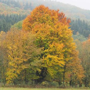 Auf dem Foto ist eine alte Buche mit Herbstfärbung zu sehen