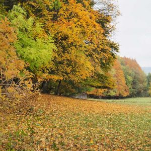 Auf dem Foto ist ein Waldrand mit Herbstfärbung zu sehen