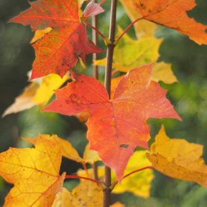 Auf dem Foto die Herbstfärbung des Spitzahorns von grün über gelb, orange bis ins Rötliche hinein zu sehen