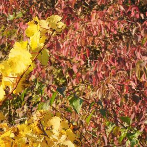 Auf dem Foto ist die gelbe Herbstfärbung bei Weißweinreben zu sehen, dahinter die rotviolette Herbstfärbung des Roten Hartriegels