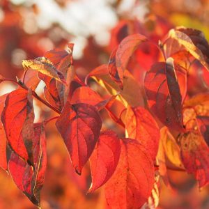 Auf dem Foto ist die leuchtend rote Herbstfärbung des Roten Hartriegels (Cornus sanguinea) zu sehen