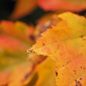 Auf dem Foto ist die orangefarbene Herbstfärbung beim Wilden Wein zu sehen