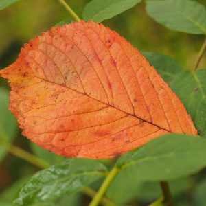 Auf dem Foto ist ein orangefarbenes Kirschblatt zu sehen