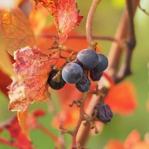 Auf dem Foto ist eine rote Weinrebe mit Trauben zu sehen. Dunkle Früchte enthalten besonders viele gesunde „Anthos“, die auch im menschlichen Körper ihre Schutzfunktion entfalten und daher regelmäßig verzehrt werden sollten.