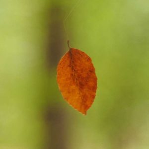 Auf dem Foto ist ein Blatt zu sehen, welches gerade vom Baum fällt