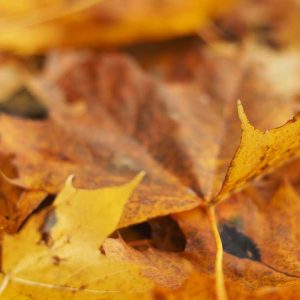 Auf dem Foto ist Herbstlaub am Boden zu sehen