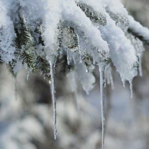 Auf dem Foto ist ein Fichtenzweig mit Schnee- und Eislast zu sehen.