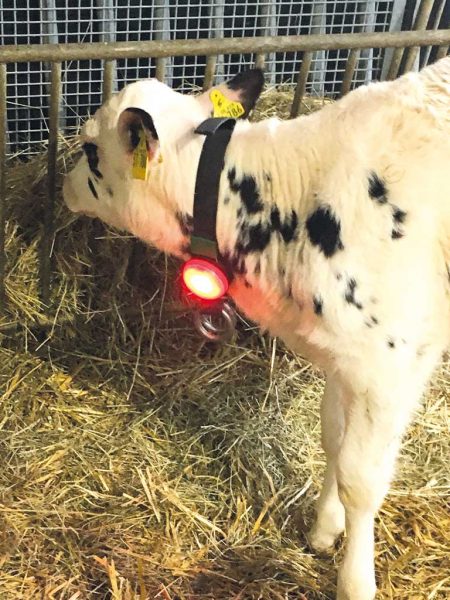 Kalb mit leuchtender LED um den Hals im Stall