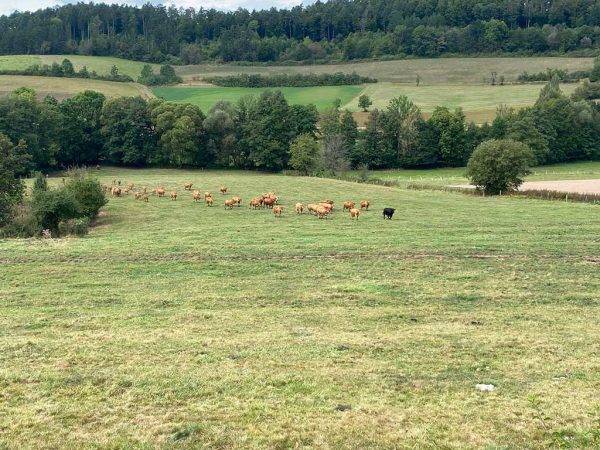 Mutterkuhherde auf einer Weide