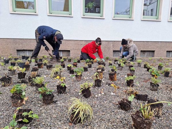 3 Personen beim Pflanzen von Stauden und Gräsern