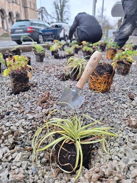 verschiedene standortangepasste Pflanzen mit Wurzelballen auf einer mineralischen Mulchschicht