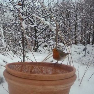 Rotkehlchen an einer beheizten Vogeltränke im Winter