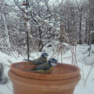 zwei Blaumeisen baden in einer beheizten Vogeltränke im Winter