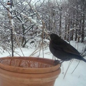 Amselweibchen an einer beheizten Vogeltränke im Winter