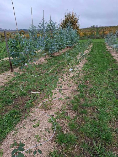 Plantage mit jungen Bäumen im Herbst. Der Himmel ist bedeckt.