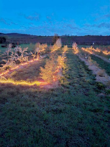 Feld mit jungen Eukalyptusbäumen. Es ist Nacht. Das schlangenförmige Heizsystem leuchtet im Dunkeln.